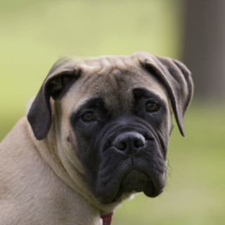 Close up of dog’s face. Date : 2008