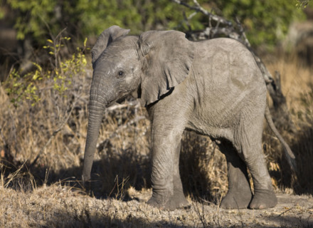 Baby Elephant. Date : 2008
