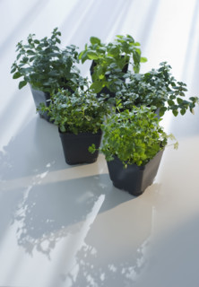 Thyme and basil plants.