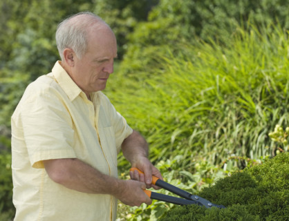 Senior man pruning hedges.