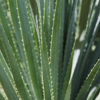 Close up of agave plant.