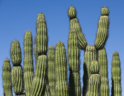 Organ Pipe Cactus against blue sky.