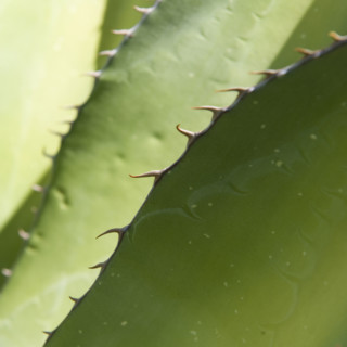 Close up of agave plant.