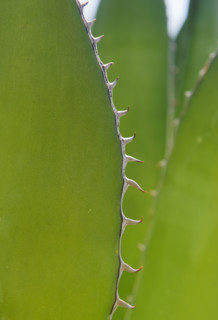 Close up of agave plant.