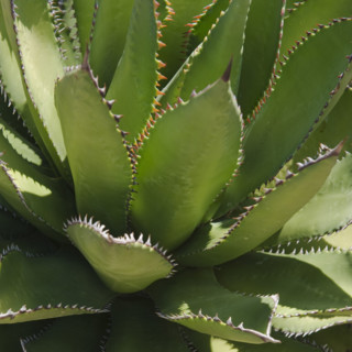 Agave plant.