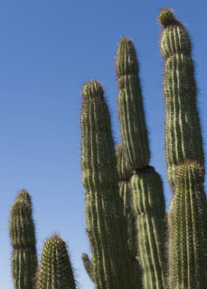Organ Pipe Cactus against blue sky.