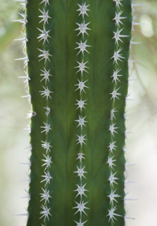 Close up of cactus.