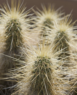 Close up of Cholla Cactus.