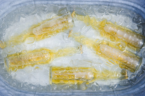 Beer bottles in bucket of ice. Date : 2008
