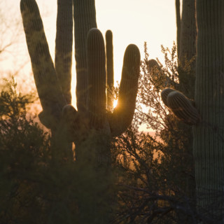 Sun behind cactus plants, Saguaro National Park, Arizona.