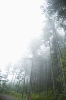 Foggy forest, Hood River, Oregon. Date : 2008