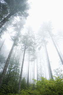 Foggy forest, Hood River, Oregon. Date : 2008