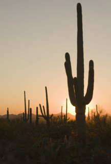 Sun behind cactus, Saguaro National Park, Arizona.