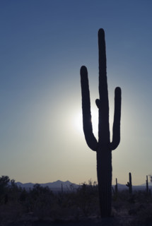Sun shining behind cactus, Saguaro National Park, Arizona.