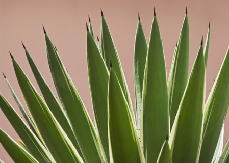 Close up of agave plant.