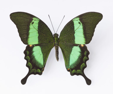 Close up of Emerald Swallowtail butterfly.