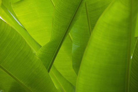 Close up of tropical plant, Bermuda.