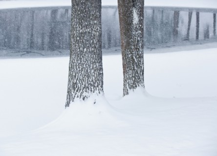 Trees in winter.