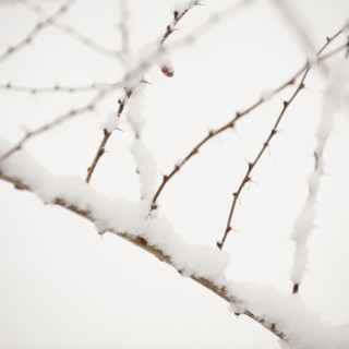 Plant in snow.