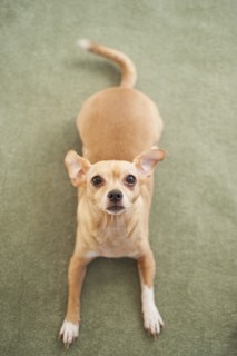 Small dog waiting on carpet.