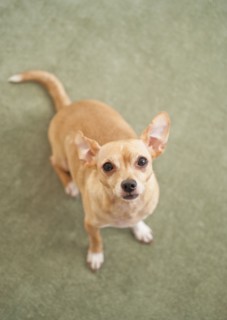 Small dog sitting on carpet.