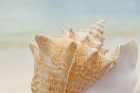 Close up of conch shell.