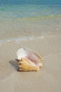 Conch shell on beach.