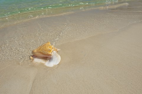 Conch shell on beach.