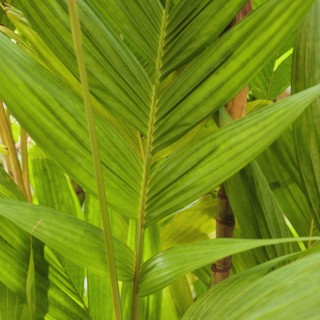 Close up of tropical leaf.