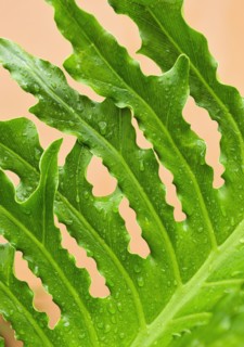 Close up of wet tropical leaf.