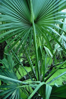 Tropical plants in salt pond.