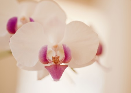 Close up of orchid.