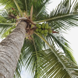 Palm tree and coconuts.