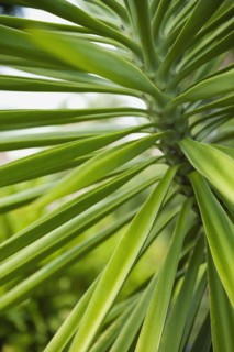 Close up of tropical plant.