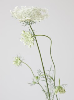 Close up of flower. Photographe : Jamie Grill