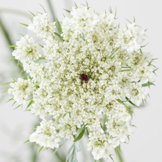 Close up of flower. Photographe : Jamie Grill