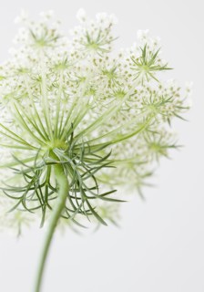 Close up of flower. Photographe : Jamie Grill