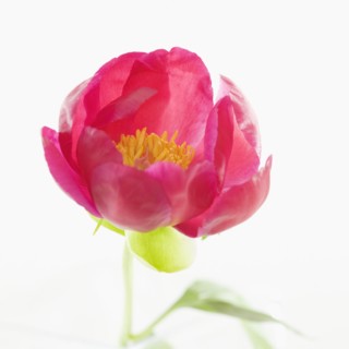 Close up of flower. Photographe : Jamie Grill