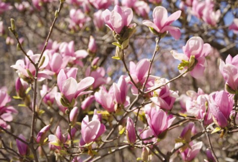 Close up of spring flowers on tree. Photographe : Jamie Grill