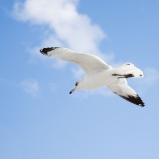 Seagull flying over ocean. Photographe : Jamie Grill