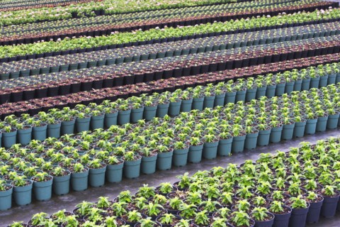 Rows of nursery plants. Photographe : fotog
