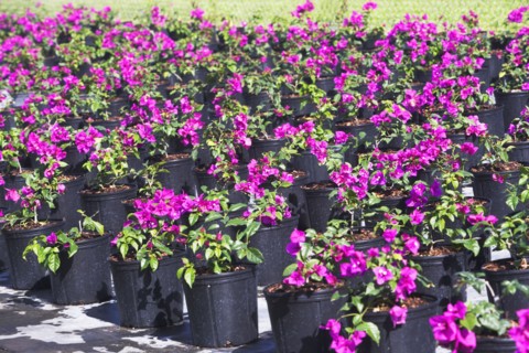 Rows of potted flowers. Photographe : fotog