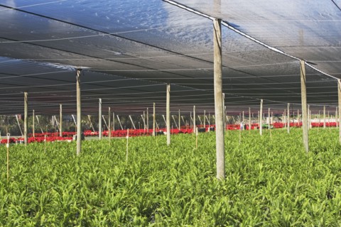Plants growing in greenhouse. Photographe : fotog