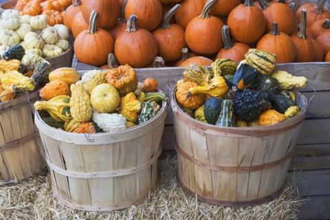 Baskets of assorted gourds and pumpkins. Photographe : fotog