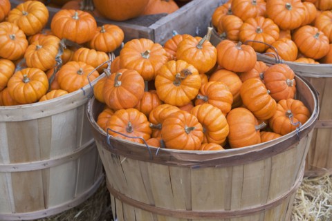Baskets of pumpkins. Photographe : fotog