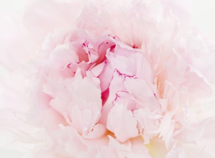 Close up of flower. Photographe : Jamie Grill