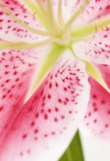 Close up of flower. Photographe : Jamie Grill