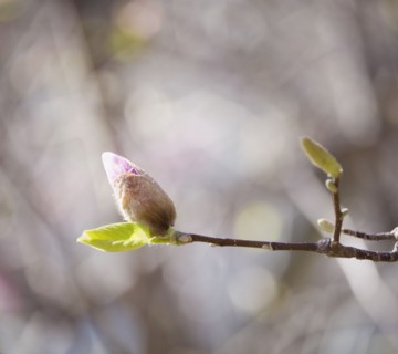 Close up of spring buds on tree. Photographe : Jamie Grill