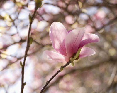 Close up of spring flowers on tree. Photographe : Jamie Grill