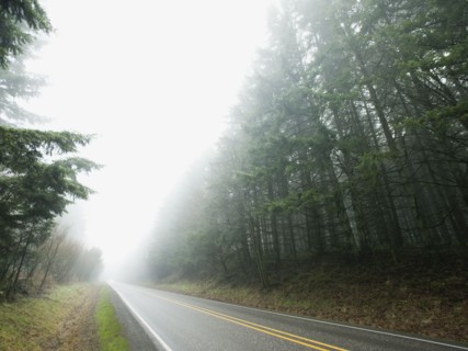 Highway through foggy forest.